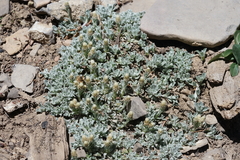 Antennaria soliceps