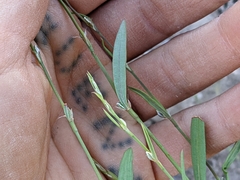 Polygonum sawatchense