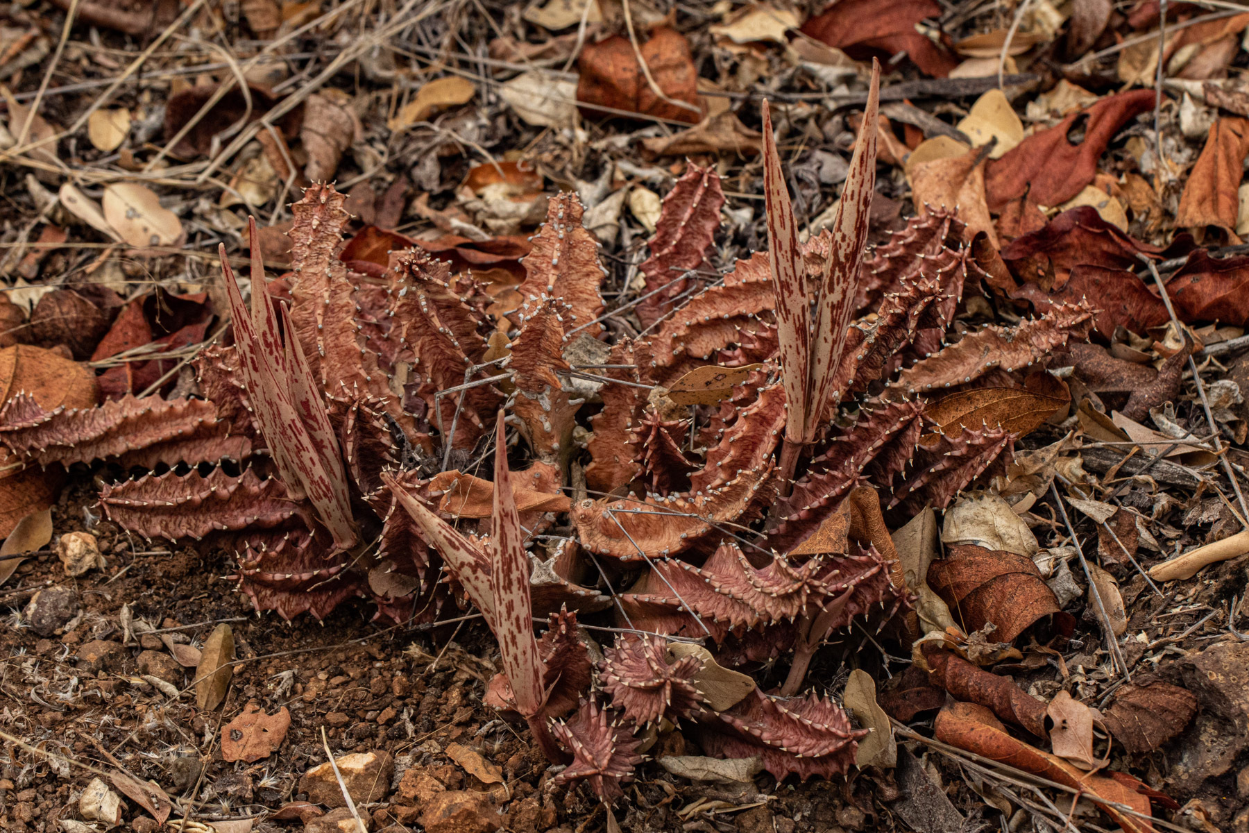 Huernia levyi Oberm.