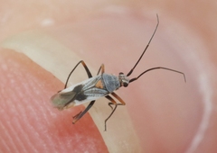 Origonema splendida