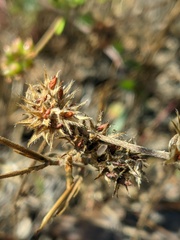 Trifolium scabrum