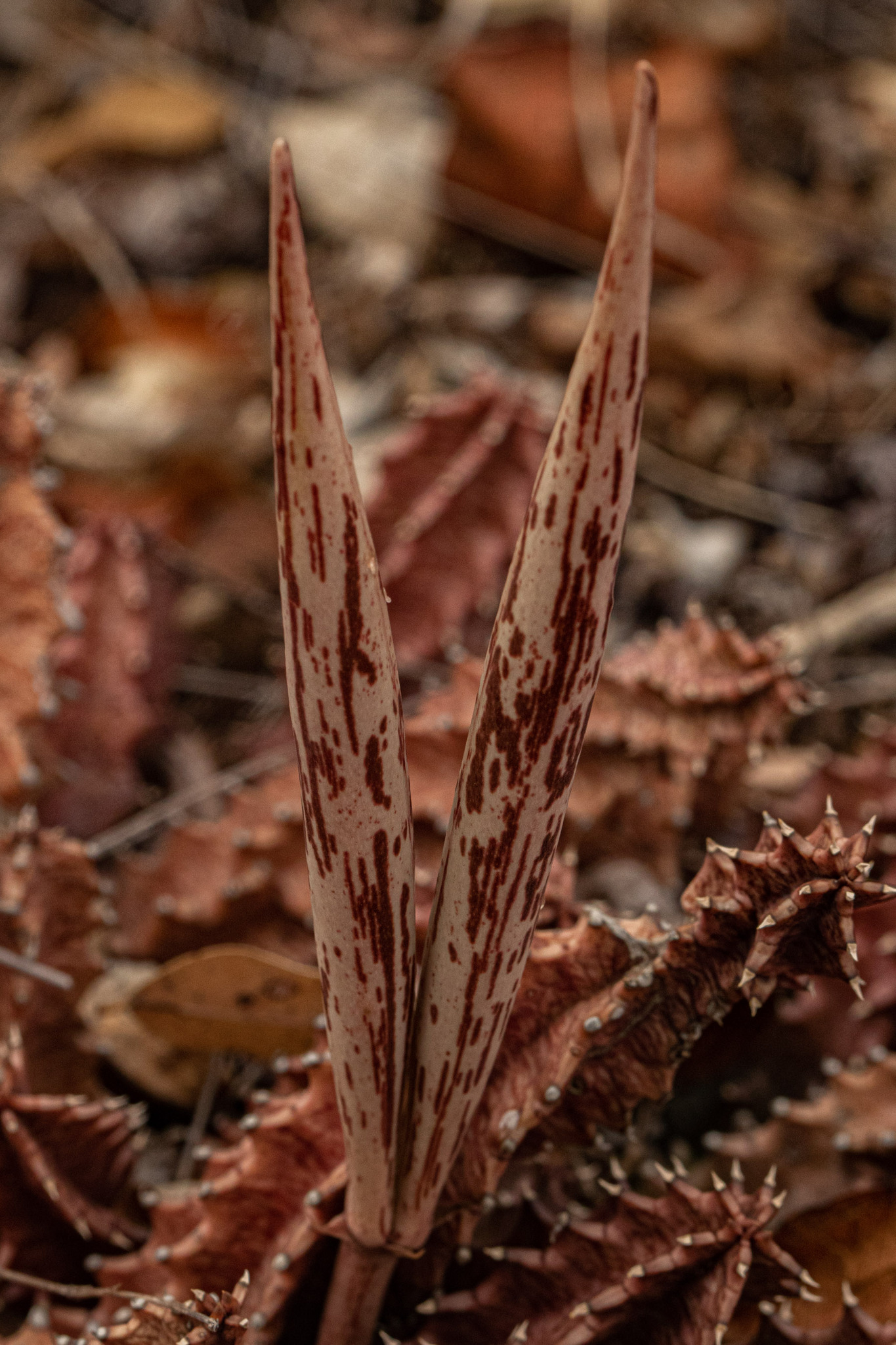 Huernia levyi Oberm. 2