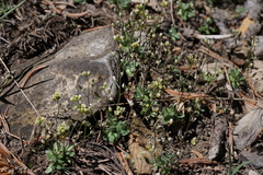 Draba paucifructa