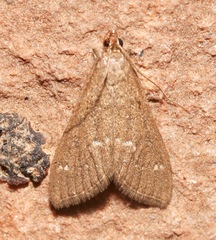 Mecyna mustelinalis