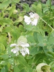 Silene uniflora image