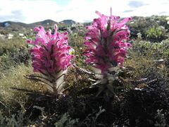 Pedicularis alopecuroides