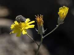 Megachile canariensis