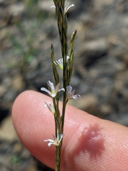 Bufonia parviflora