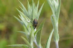 Larinus pollinis