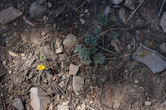 Potentilla concinna concinna