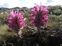 Pedicularis alopecuroides
