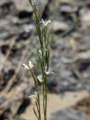 Bufonia parviflora