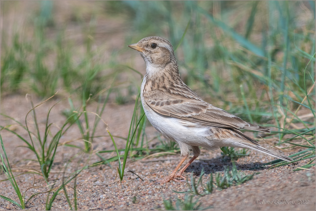 Asian Short-toed Lark (Alaudala cheleensis) photo