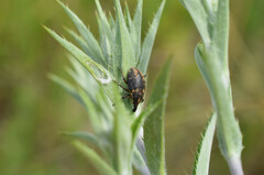 Larinus pollinis