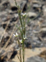 Bufonia parviflora