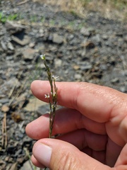 Bufonia parviflora
