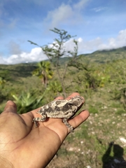 Phrynosoma taurus