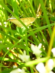 Paratalanta pandalis