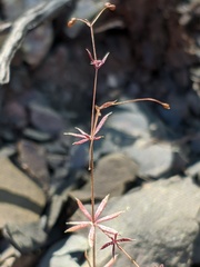 Galium tenuissimum