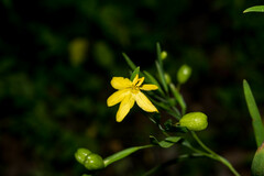 Sisyrinchium jacquelineanum