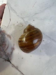 Pomacea