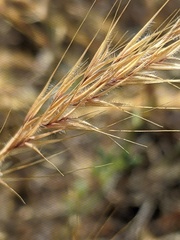 Festuca ambigua