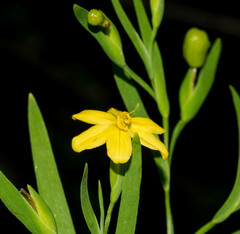 Sisyrinchium jacquelineanum