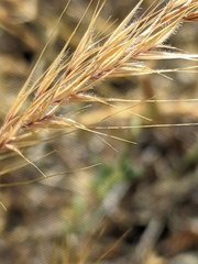Festuca ambigua