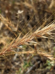 Festuca ambigua