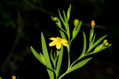 Sisyrinchium jacquelineanum