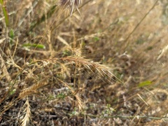 Festuca ambigua
