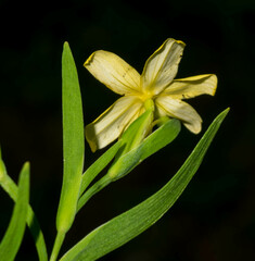Sisyrinchium jacquelineanum
