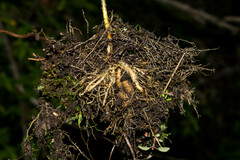 Sisyrinchium jacquelineanum