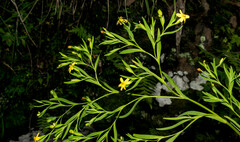 Sisyrinchium jacquelineanum