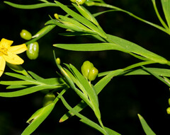 Sisyrinchium jacquelineanum