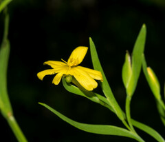 Sisyrinchium jacquelineanum