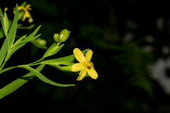 Sisyrinchium jacquelineanum