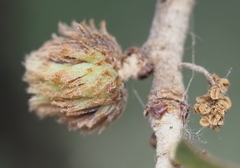 Andricus quercusfoliatus