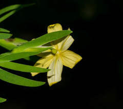 Sisyrinchium jacquelineanum
