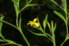 Sisyrinchium jacquelineanum