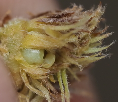 Andricus quercusfoliatus