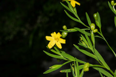Sisyrinchium jacquelineanum
