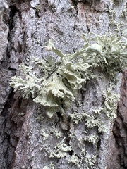 Ramalina labiosorediata