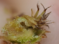 Andricus quercusfoliatus