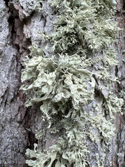 Ramalina labiosorediata