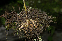 Sisyrinchium jacquelineanum