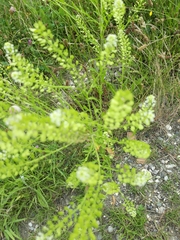 Lepidium virginicum