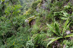 Sisyrinchium jacquelineanum