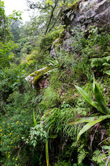 Sisyrinchium jacquelineanum