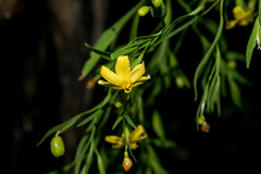 Sisyrinchium jacquelineanum